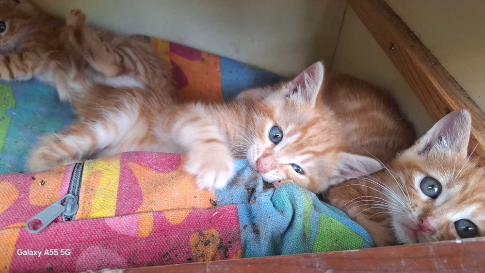 Подарявам котета