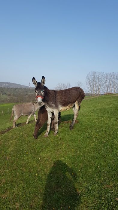 vând lapte de magarita