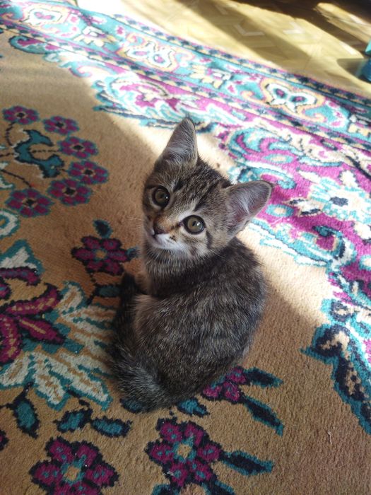 Отдам котят в хорошие руки !