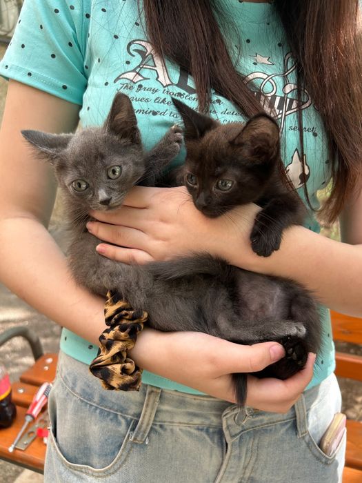 котята в добрые руки