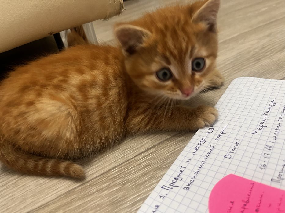 Отдам милых котят