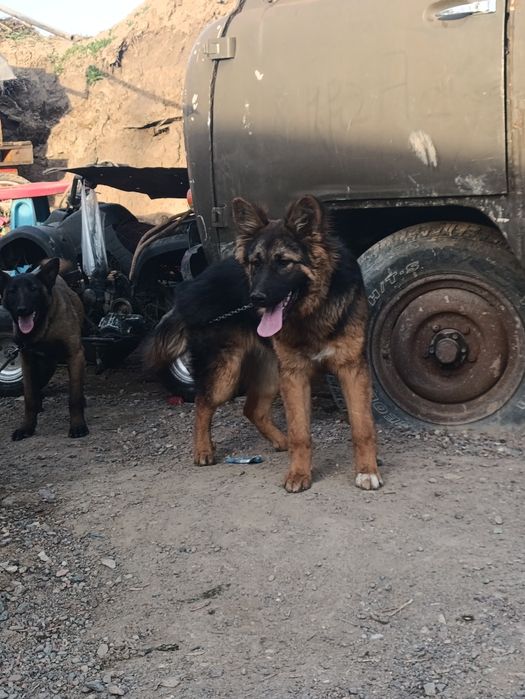 Продам немецкую авчарку или обмен