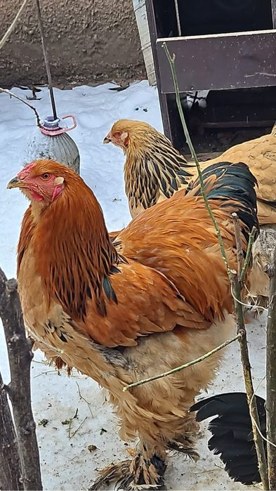 Familie brahma columbia si familii mii de flori portelan