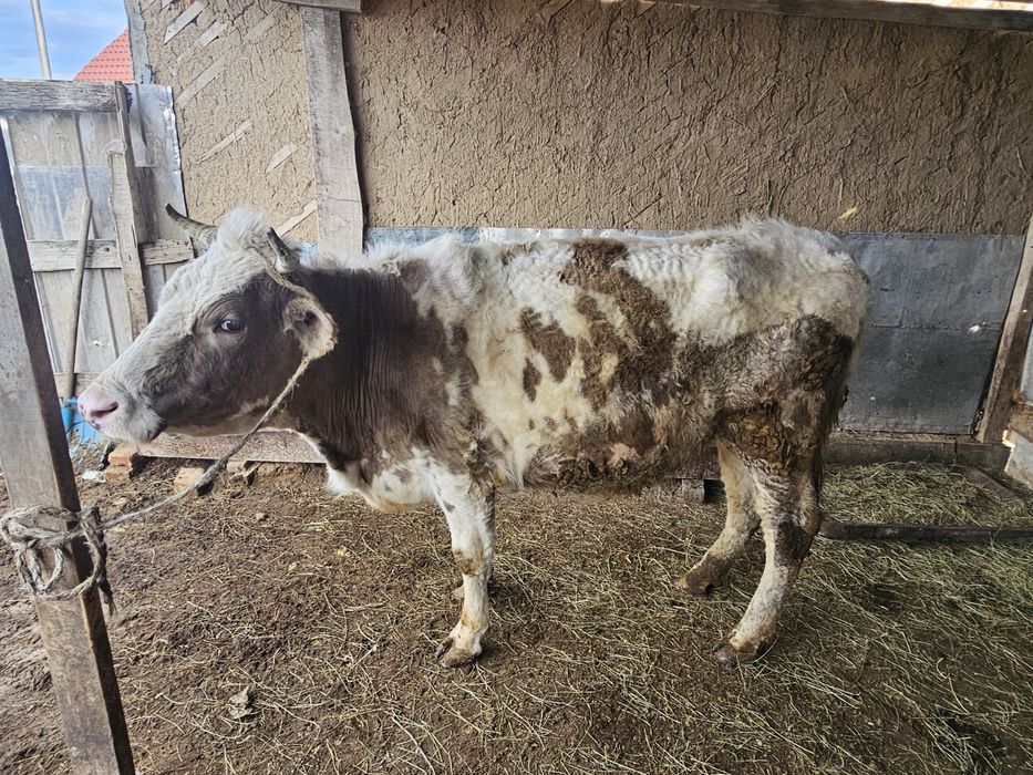 Корова молочный 5лет
