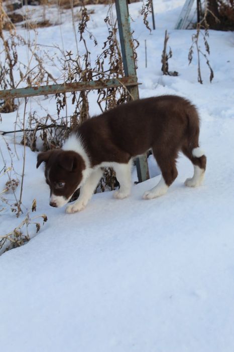 бордер колли щенок