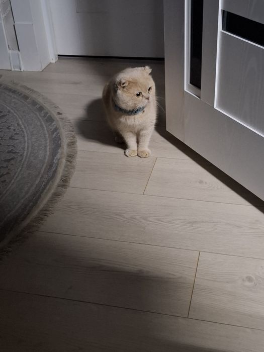 Кот готов вязку приглашаем девушки