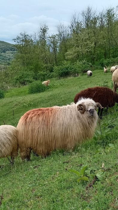 Berbec de vînzare sau schimb pe 2 noatini
