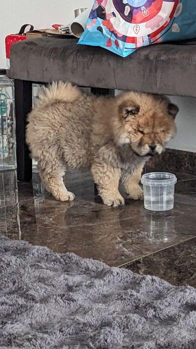 Vând!! Chow Chow