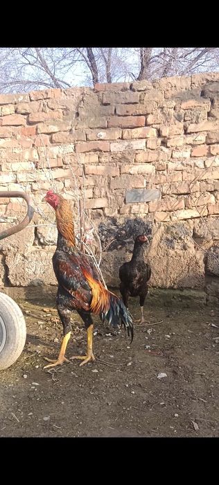 Корейц микс китай