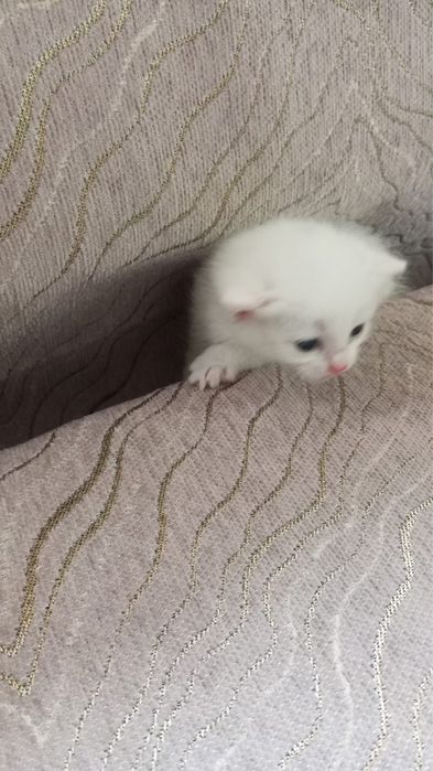 Отдам котенка в хорошие руки