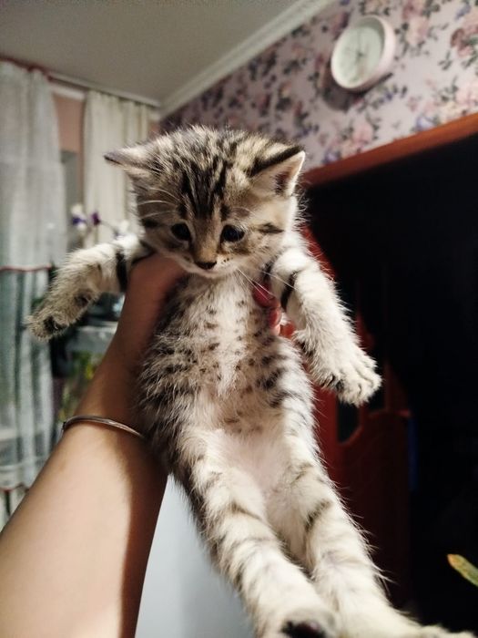 Милые котята ищут милых хозяев