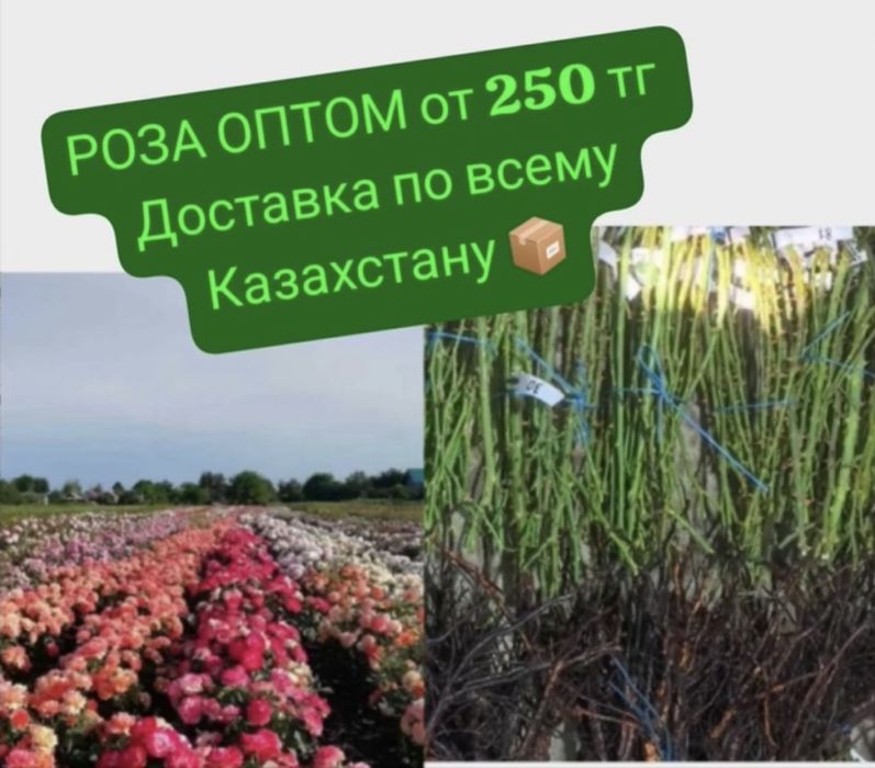 Саженцы розы ОПТОМ 250 тг