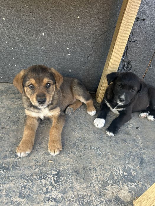 Кученца за осиновяване/подарявам