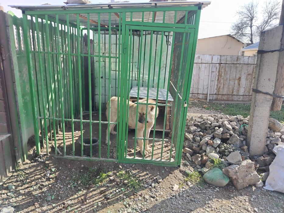 Продается сабака парода алабай вальер отдельно