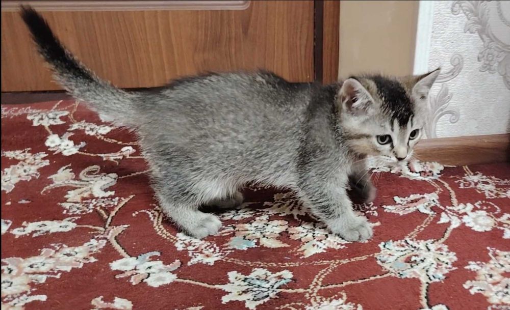 Шотландка страйт 2ойлик