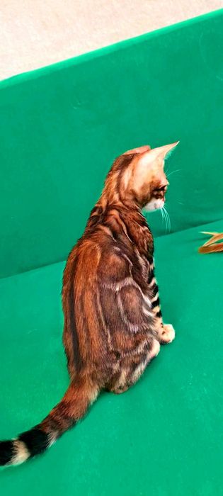 Продажа статусного бенгальского котенка
