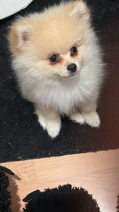 Померан на 4 месеца