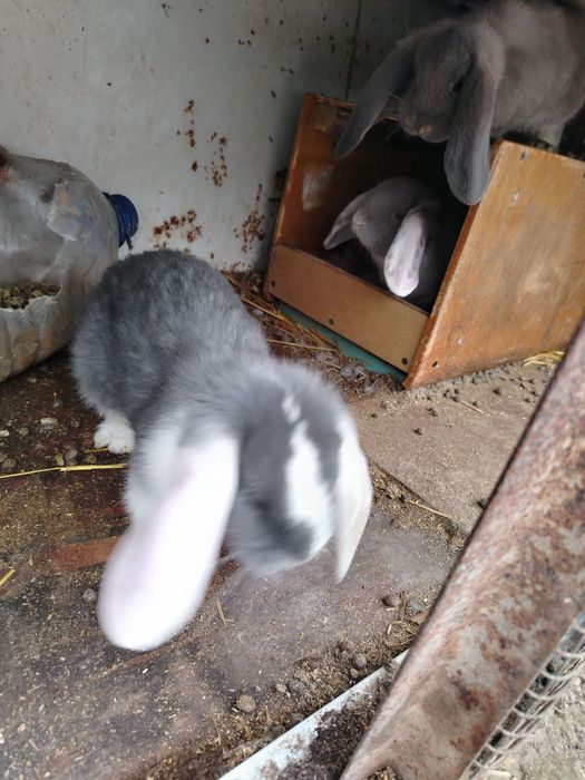 Карликовый баран кролики