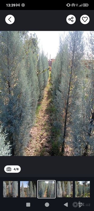 Arizonskiy kiparis sotiladi