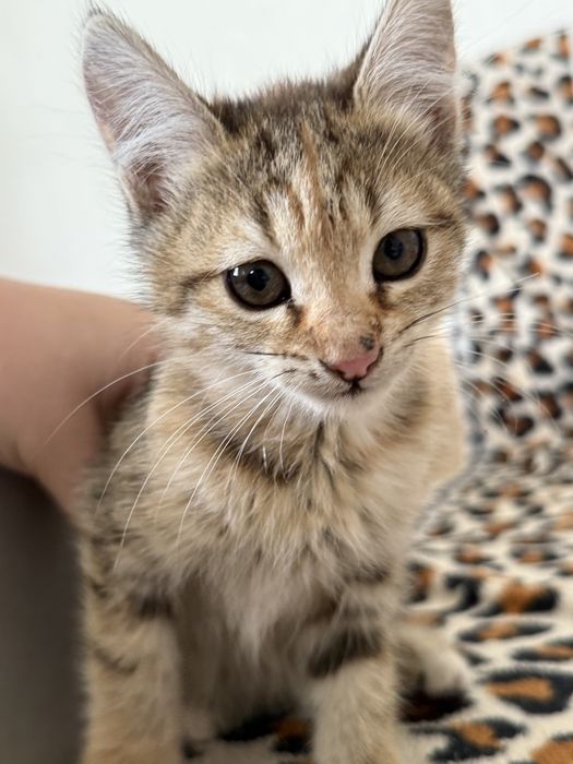 Отдам котят бесплатно в добрые руки