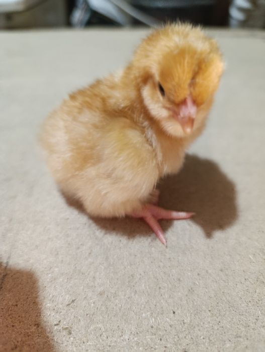 Продам суточных цыплят