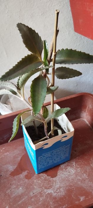 Лечебное каланхое.