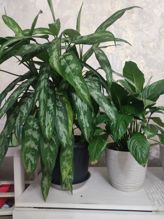 Продам растения домашние цветы