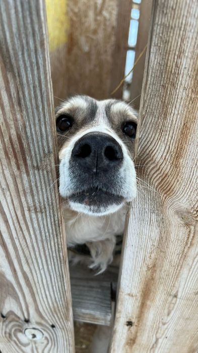 Ягодка ищет дом.