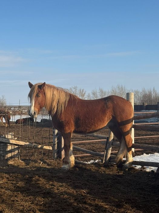 Продам кобылу полу тяж