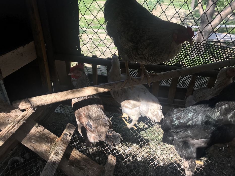 Куры                 .