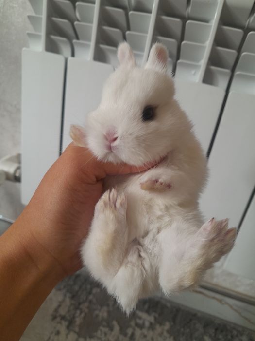 Quyon bolalari. Karlik quyoncha