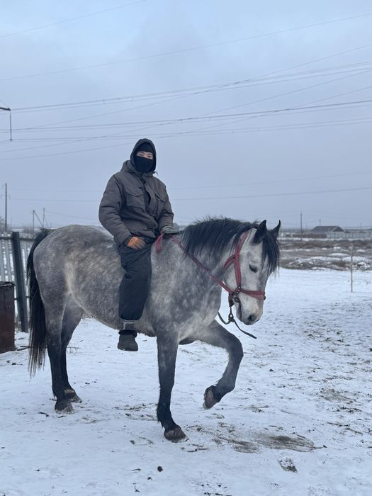 Продается жеребец айғыр