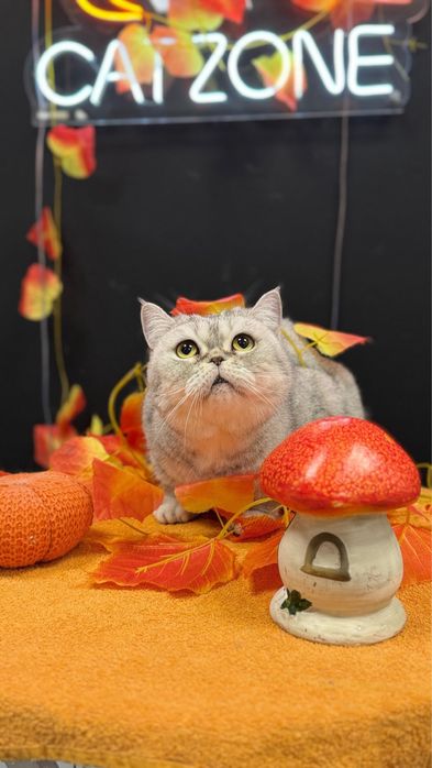 Отдам кошку в добрые руки
