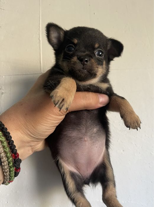 Мини  малышка чихуахуа!