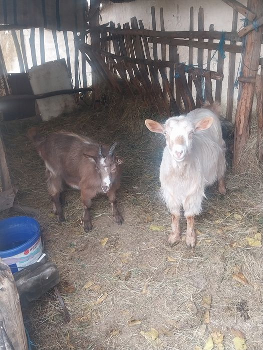 Vând 2 capre  detali în privat