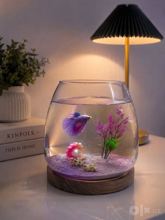 xitoy akvarium bez filtr