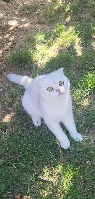 Baiat superb scottish fold cu pedigree