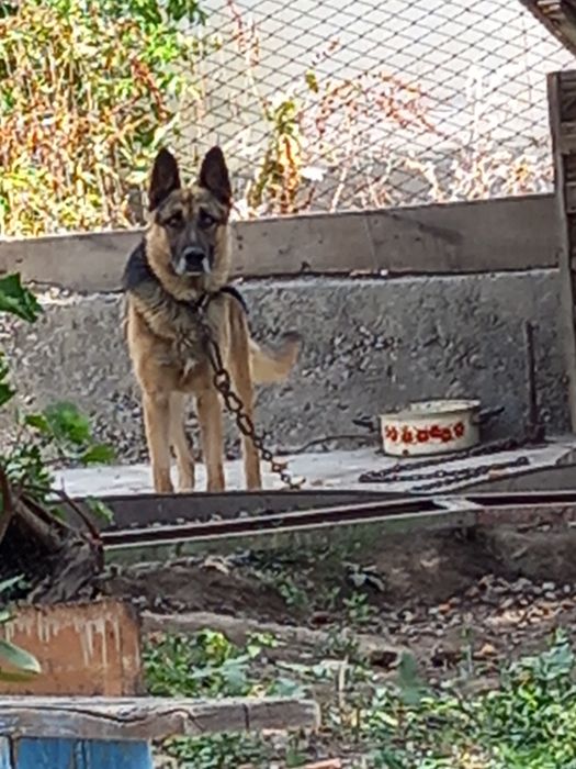 вязка кабель 2 года немец