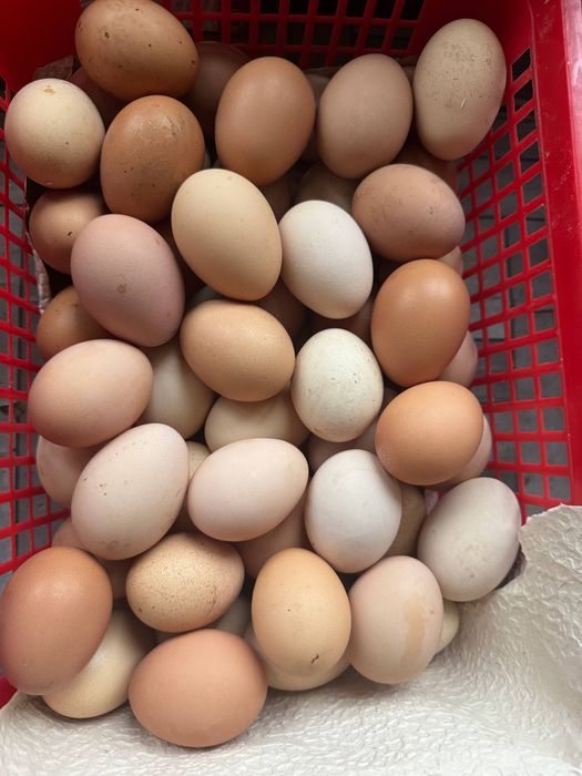Продаю домашние яйца свежие каждый день