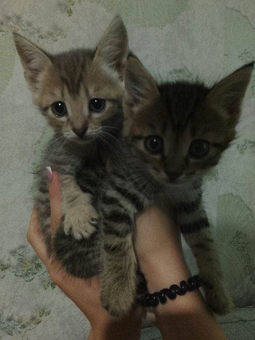 Отдам котят степной породы