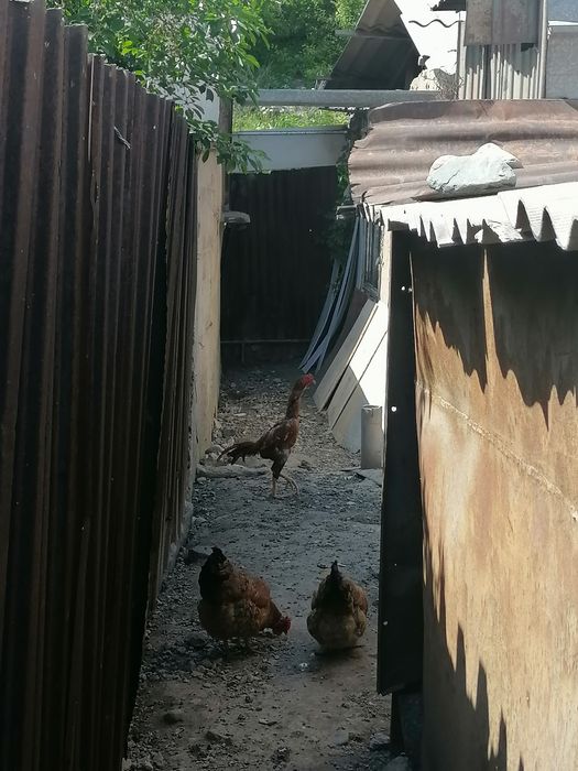 Продам дакана продам