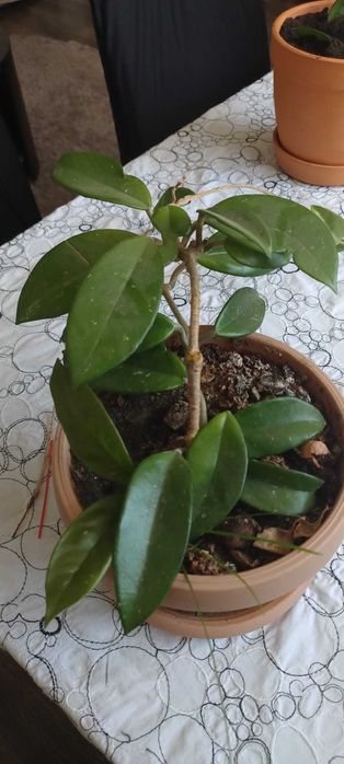 Butasi si plante adulte Lacrima Maicii Domnului, Hoya Carnosa