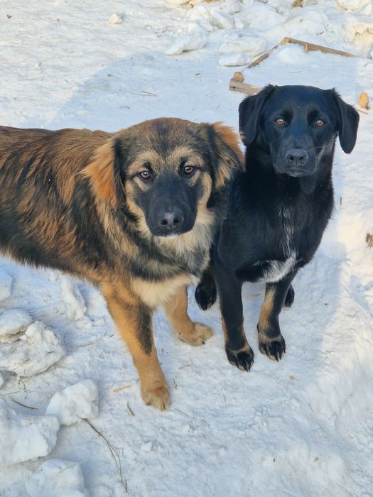 Щенки в поиске дома