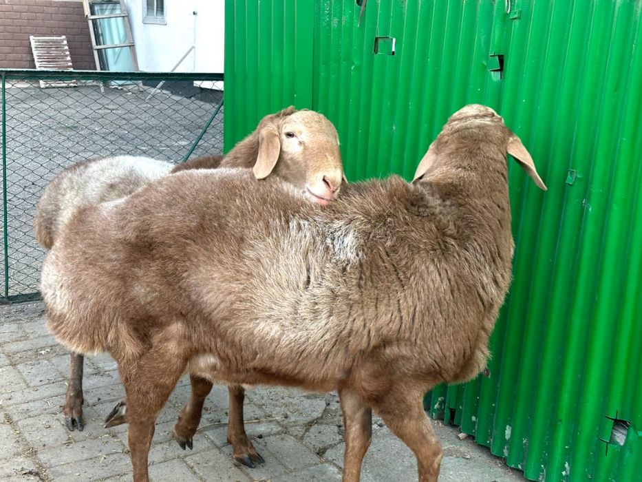 Бараны Арашан Гиссар смесь (самец)