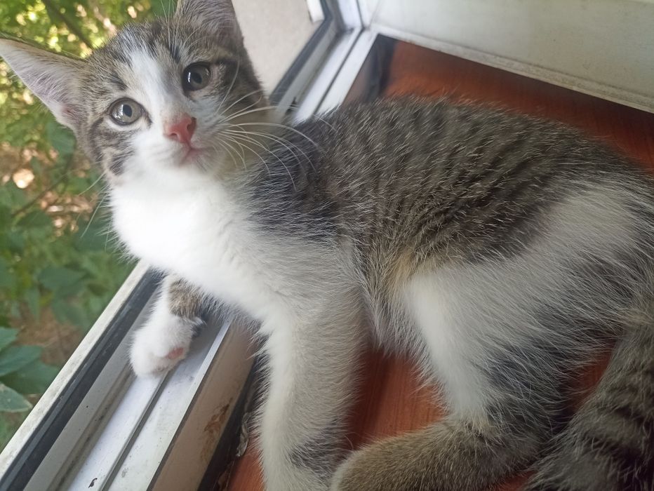Котенок мальчик 2,5 мес.