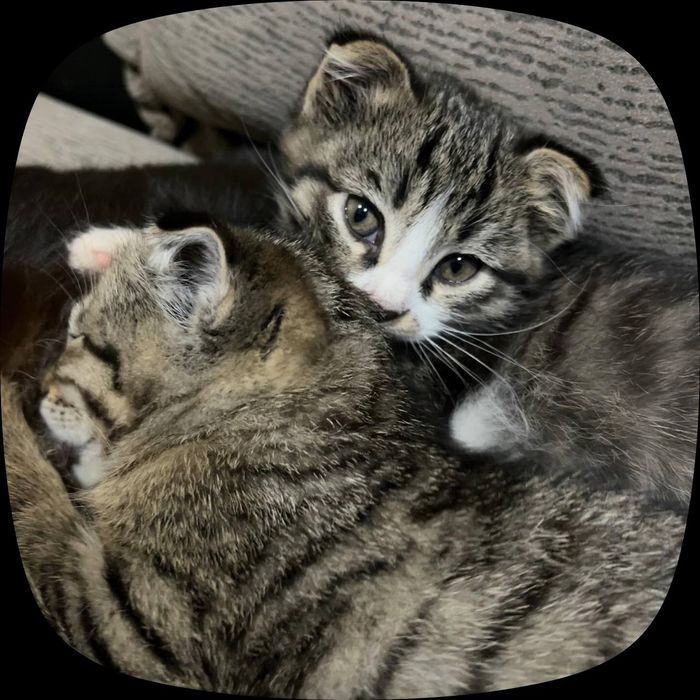 Scottish fold qiz 2 oylik