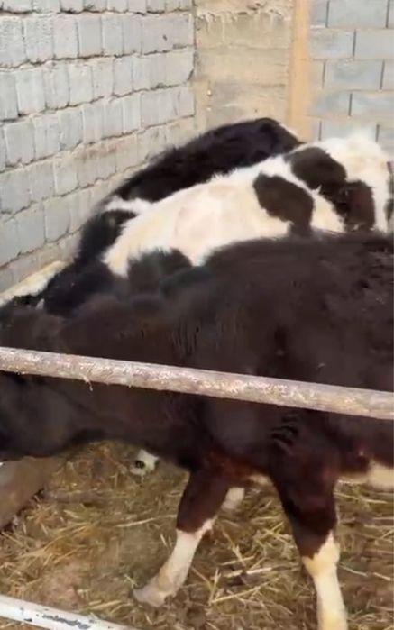 4 басұрғашы 8 бас еркек бағасы 269000