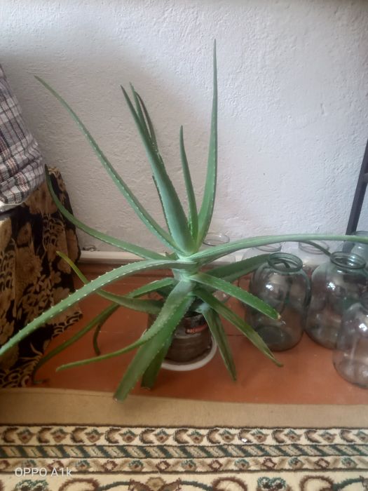 Алоэ вера сатамын