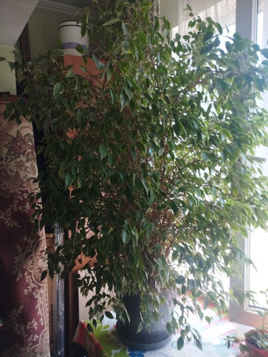 Фикус Бенджамина , высота 1.6