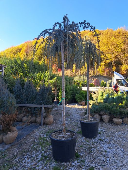 Vindem Platani Paltini Catalpa Stejar Artar Mesteacan etc